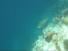 isole maldive fotografie sub e snorkelling da video informazioni consigli utili bathala resort isola di bathalaa atollo di ari nord by Claudia&Dario di www.tuttomaldive.it gruppo luglio 2006