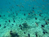 isole maldive fotografie sub e snorkelling da video informazioni consigli utili bathala resort isola di bathalaa atollo di ari nord by Claudia&Dario di www.tuttomaldive.it gruppo luglio 2006