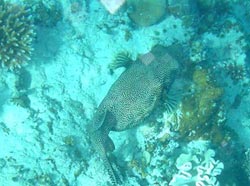 isole maldive fotografie dell'isola di bathala informazioni consigli utili bathala resort isola di bathalaa atollo di ari nord nel dicembre 2006 by Laura&C con il gruppo TuttoMaldive.it