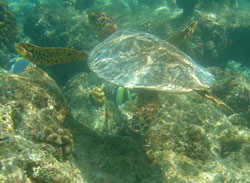 isole maldive fotografie dell'isola di bathala informazioni consigli utili bathala resort isola di bathalaa atollo di ari nord nel dicembre 2006 by Laura&C con il gruppo TuttoMaldive.it