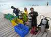 isole maldive fotografie diving informazioni consigli utili bathala resort isola di bathalaa atollo di ari nord by Claudia&Dario di www.tuttomaldive.it gruppo novembre dicembre 2006