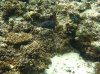 isole maldive fotografie house reef informazioni consigli utili bathala resort isola di bathalaa atollo di ari nord by Claudia&Dario di www.tuttomaldive.it gruppo novembre dicembre 2006