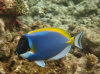 isole maldive fotografie house reef informazioni consigli utili bathala resort isola di bathalaa atollo di ari nord by Claudia&Dario di www.tuttomaldive.it gruppo novembre dicembre 2006