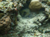 isole maldive fotografie house reef informazioni consigli utili bathala resort isola di bathalaa atollo di ari nord by Claudia&Dario di www.tuttomaldive.it gruppo novembre dicembre 2006