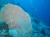 isole maldive fotografie house reef informazioni consigli utili bathala resort isola di bathalaa atollo di ari nord by Claudia&Dario di www.tuttomaldive.it gruppo novembre dicembre 2006