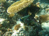 isole maldive fotografie house reef informazioni consigli utili bathala resort isola di bathalaa atollo di ari nord by Claudia&Dario di www.tuttomaldive.it gruppo novembre dicembre 2006