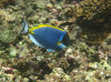 isole maldive fotografie house reef informazioni consigli utili bathala resort isola di bathalaa atollo di ari nord by Claudia&Dario di www.tuttomaldive.it gruppo novembre dicembre 2006