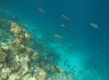 isole maldive fotografie house reef informazioni consigli utili bathala resort isola di bathalaa atollo di ari nord by Claudia&Dario di www.tuttomaldive.it gruppo novembre dicembre 2006