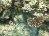 isole maldive fotografie house reef informazioni consigli utili bathala resort isola di bathalaa atollo di ari nord by Claudia&Dario di www.tuttomaldive.it gruppo novembre dicembre 2006