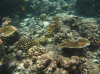 isole maldive fotografie house reef informazioni consigli utili bathala resort isola di bathalaa atollo di ari nord by Claudia&Dario di www.tuttomaldive.it gruppo novembre dicembre 2006
