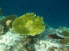 isole maldive fotografie house reef informazioni consigli utili bathala resort isola di bathalaa atollo di ari nord by Claudia&Dario di www.tuttomaldive.it gruppo novembre dicembre 2006