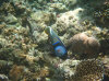 isole maldive fotografie house reef informazioni consigli utili bathala resort isola di bathalaa atollo di ari nord by Claudia&Dario di www.tuttomaldive.it gruppo novembre dicembre 2006