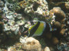 isole maldive fotografie house reef informazioni consigli utili bathala resort isola di bathalaa atollo di ari nord by Claudia&Dario di www.tuttomaldive.it gruppo novembre dicembre 2006