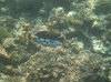 isole maldive fotografie house reef informazioni consigli utili bathala resort isola di bathalaa atollo di ari nord by Claudia&Dario di www.tuttomaldive.it gruppo novembre dicembre 2006