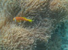 isole maldive fotografie house reef informazioni consigli utili bathala resort isola di bathalaa atollo di ari nord by Claudia&Dario di www.tuttomaldive.it gruppo novembre dicembre 2006