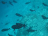 isole maldive fotografie house reef informazioni consigli utili bathala resort isola di bathalaa atollo di ari nord by Claudia&Dario di www.tuttomaldive.it gruppo novembre dicembre 2006