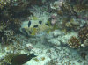 isole maldive fotografie house reef informazioni consigli utili bathala resort isola di bathalaa atollo di ari nord by Claudia&Dario di www.tuttomaldive.it gruppo novembre dicembre 2006