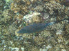 isole maldive fotografie house reef informazioni consigli utili bathala resort isola di bathalaa atollo di ari nord by Claudia&Dario di www.tuttomaldive.it gruppo novembre dicembre 2006