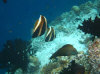 isole maldive fotografie house reef informazioni consigli utili bathala resort isola di bathalaa atollo di ari nord by Claudia&Dario di www.tuttomaldive.it gruppo novembre dicembre 2006