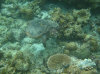 isole maldive fotografie house reef informazioni consigli utili bathala resort isola di bathalaa atollo di ari nord by Claudia&Dario di www.tuttomaldive.it gruppo novembre dicembre 2006