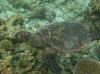 isole maldive fotografie house reef informazioni consigli utili bathala resort isola di bathalaa atollo di ari nord by Claudia&Dario di www.tuttomaldive.it gruppo novembre dicembre 2006
