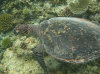 isole maldive fotografie house reef informazioni consigli utili bathala resort isola di bathalaa atollo di ari nord by Claudia&Dario di www.tuttomaldive.it gruppo novembre dicembre 2006