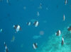 isole maldive fotografie house reef informazioni consigli utili bathala resort isola di bathalaa atollo di ari nord by Claudia&Dario di www.tuttomaldive.it gruppo novembre dicembre 2006