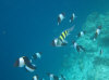 isole maldive fotografie house reef informazioni consigli utili bathala resort isola di bathalaa atollo di ari nord by Claudia&Dario di www.tuttomaldive.it gruppo novembre dicembre 2006