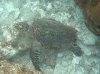 isole maldive fotografie house reef informazioni consigli utili bathala resort isola di bathalaa atollo di ari nord by Claudia&Dario di www.tuttomaldive.it gruppo novembre dicembre 2006