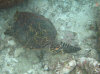 isole maldive fotografie house reef informazioni consigli utili bathala resort isola di bathalaa atollo di ari nord by Claudia&Dario di www.tuttomaldive.it gruppo novembre dicembre 2006