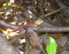 isole maldive foto photo informazioni consigli utili bathala resort isola di bathalaa atollo di ari nord by Monica&Paolo agosto 2004 : iguana