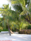 fotografie video informazioni consigli utili offerte viaggio isole maldive bodu huraa island resort isola di boduhuraa atollo di male sud gennaio 2008 Debora Simone Fabio utente forum maldive debora69