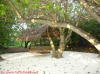 fotografie video informazioni consigli utili offerte viaggio isole maldive bodu huraa island resort isola di boduhuraa atollo di male sud gennaio 2008 Debora Simone Fabio utente forum maldive debora69