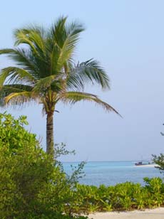 fotografie video informazioni consigli utili offerte viaggio isole maldive bodu huraa island resort isola di boduhuraa atollo di male sud gennaio 2008 Debora Simone Fabio utente forum maldive debora69