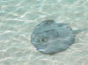 isole maldive : fotografie video informazioni notizie utili e consigli bolifushi island resort isola di bolifushi atollo di male sud maggio 2007 by Sara&Fabio
