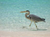 isole maldive : fotografie video informazioni notizie utili e consigli bolifushi island resort isola di bolifushi atollo di male sud maggio 2007 by Sara&Fabio