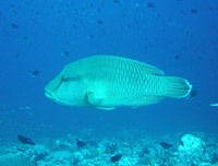 crociera maldive conte max  boat foto subacquea di Diego Zantedeschi - capo barca