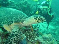 crociera maldive conte max  boat foto subacquea di Diego Zantedeschi - capo barca