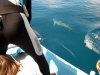 isole maldive novembre-dicembre 2003: crociera safari Maavahi boat con Albatros Top Boat By Claudia&Dario di www.tuttomaldive.it : branchi di delfini