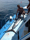 isole maldive novembre-dicembre 2003: crociera safari Maavahi boat con Albatros Top Boat By Claudia&Dario di www.tuttomaldive.it : la pesca del marlin