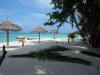 isole maldive foto informazioni consigli utili dhiggiri sea club isola di dhiggiri atollo di felidhoo giugno 2005 by Silvia&Gianluca : cocco
