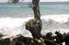 foto gallery co-bar surf informazioni consigli utili isole maldive dhonveli resort isola di kanu huraa atollo di male nord maggio 2004 by Claudia&Dario di www.tuttomaldive.it