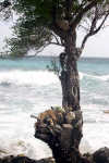 foto gallery co-bar surf informazioni consigli utili isole maldive dhonveli resort isola di kanu huraa atollo di male nord maggio 2004 by Claudia&Dario di www.tuttomaldive.it