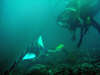 foto gallery immersioni diving albatros top diving informazioni consigli utili isole maldive dhonveli resort isola di kanu huraa atollo di male nord maggio 2004 by Claudia&Dario di www.tuttomaldive.it
