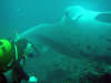 foto gallery immersioni diving albatros top diving informazioni consigli utili isole maldive dhonveli resort isola di kanu huraa atollo di male nord maggio 2004 by Claudia&Dario di www.tuttomaldive.it