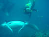 foto gallery immersioni diving albatros top diving informazioni consigli utili isole maldive dhonveli resort isola di kanu huraa atollo di male nord maggio 2004 by Claudia&Dario di www.tuttomaldive.it