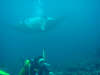 foto gallery immersioni diving albatros top diving informazioni consigli utili isole maldive dhonveli resort isola di kanu huraa atollo di male nord maggio 2004 by Claudia&Dario di www.tuttomaldive.it