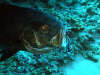 foto gallery immersioni diving albatros top diving informazioni consigli utili isole maldive dhonveli resort isola di kanu huraa atollo di male nord maggio 2004 by Claudia&Dario di www.tuttomaldive.it