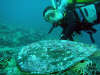 foto gallery immersioni diving albatros top diving informazioni consigli utili isole maldive dhonveli resort isola di kanu huraa atollo di male nord maggio 2004 by Claudia&Dario di www.tuttomaldive.it