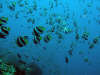 foto gallery immersioni diving albatros top diving informazioni consigli utili isole maldive dhonveli resort isola di kanu huraa atollo di male nord maggio 2004 by Claudia&Dario di www.tuttomaldive.it